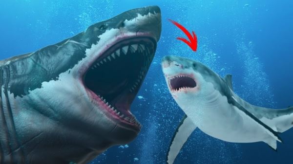 Доисторический хищник перекусил пятиметровую акулу