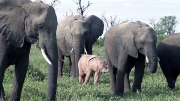 В Южной Африке на свет появился розовый слоненок