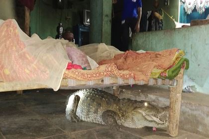 <br />
Двухметровая беременная самка крокодила заползла в дом и затаилась под кроватью<br />
