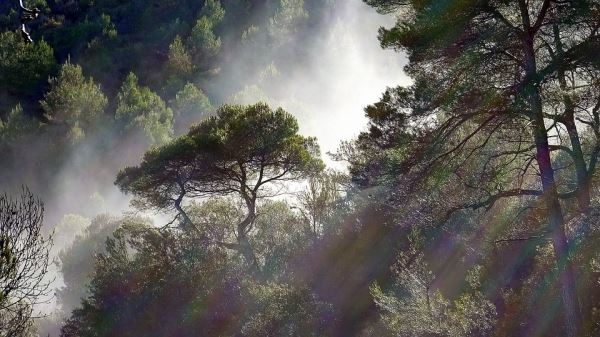 НАСА в восторге: на Земле теперь больше деревьев, чем 20 лет назад