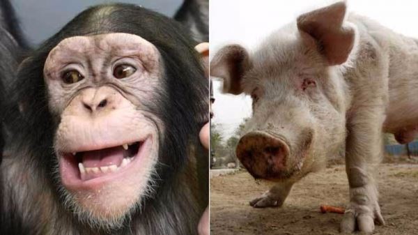 Американский ученый заявил, что люди произошли от свиньи и шимпанзе