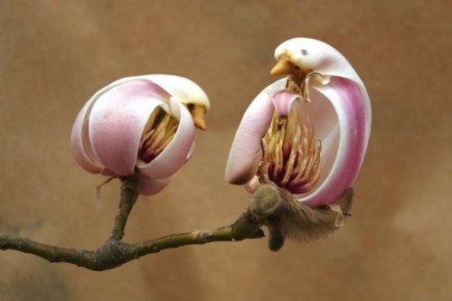 Цветки магнолии, похожие на птиц (3 фото)