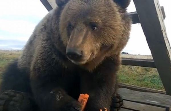 <br />
Российский медведь собрал 500 тысяч рублей на бассейн<br />
